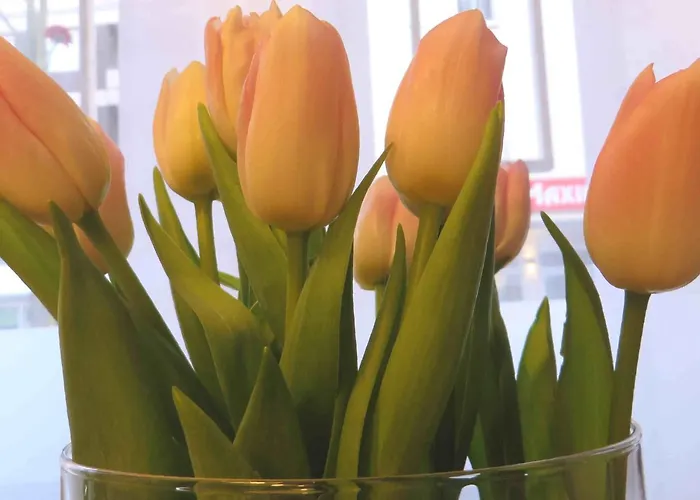 Easy&cosy Cityroom فندق غيلسنكيرشن